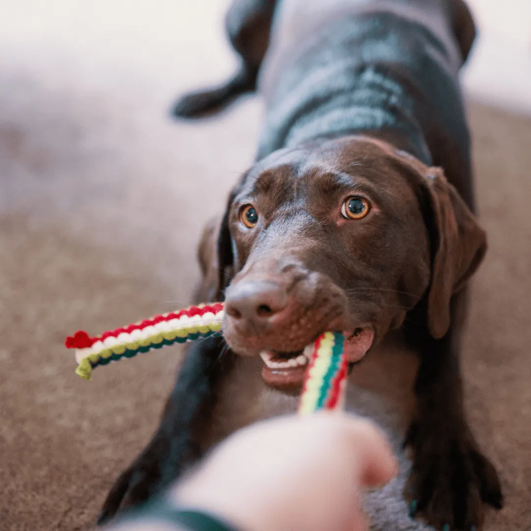 The Ultimate Guide to Choosing the Perfect Pet Toy