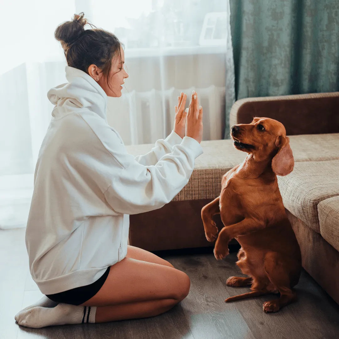 Training 101: Effective Techniques for Teaching Your Pet New Tricks