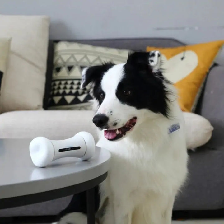 Motion-Sensing Interactive Pet Toy