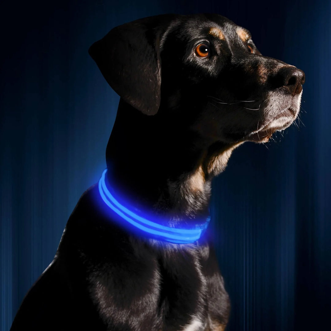 LED Glowing Night Safety Collar