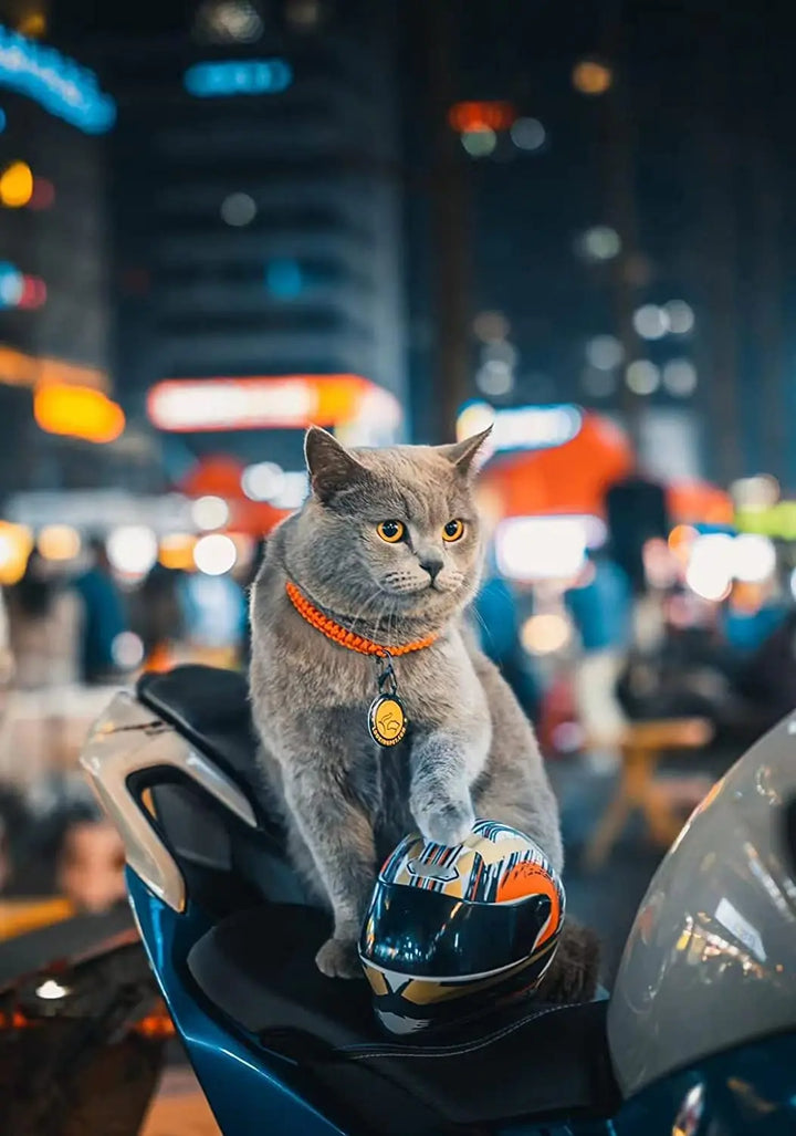 Full-Face Motorcycle Helmet for Pets