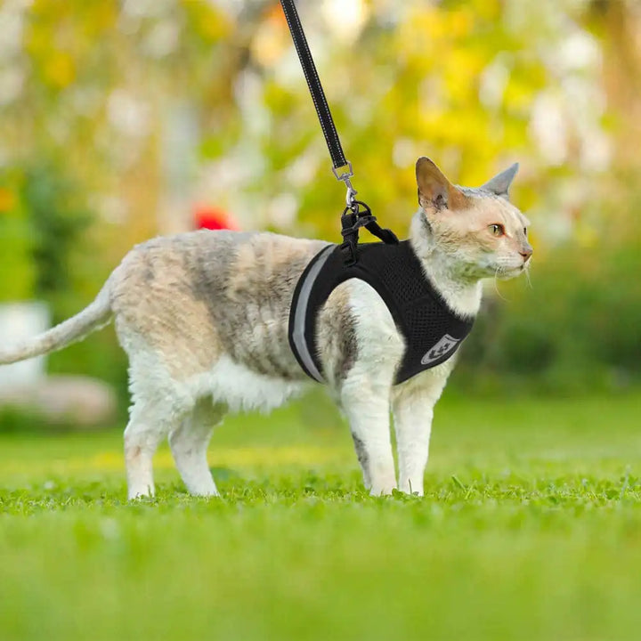 CozyCat Pet Harness & Leash Set