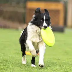 Rubber Flying Disc for Dogs