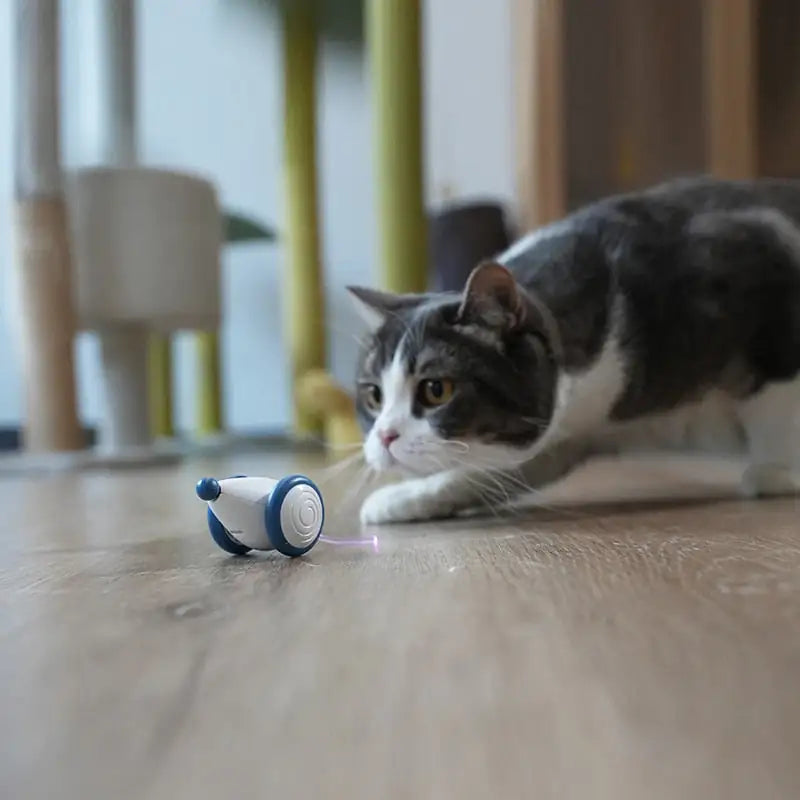 Playful Mouse: The Latest Cat Toy Craze