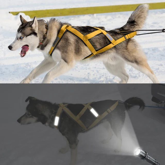 Waterproof Skijoring Gear for Large Dogs