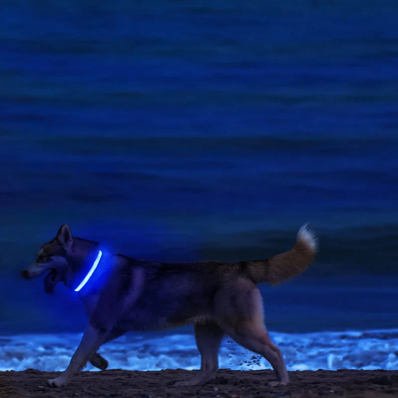 LED Glowing Night Safety Collar