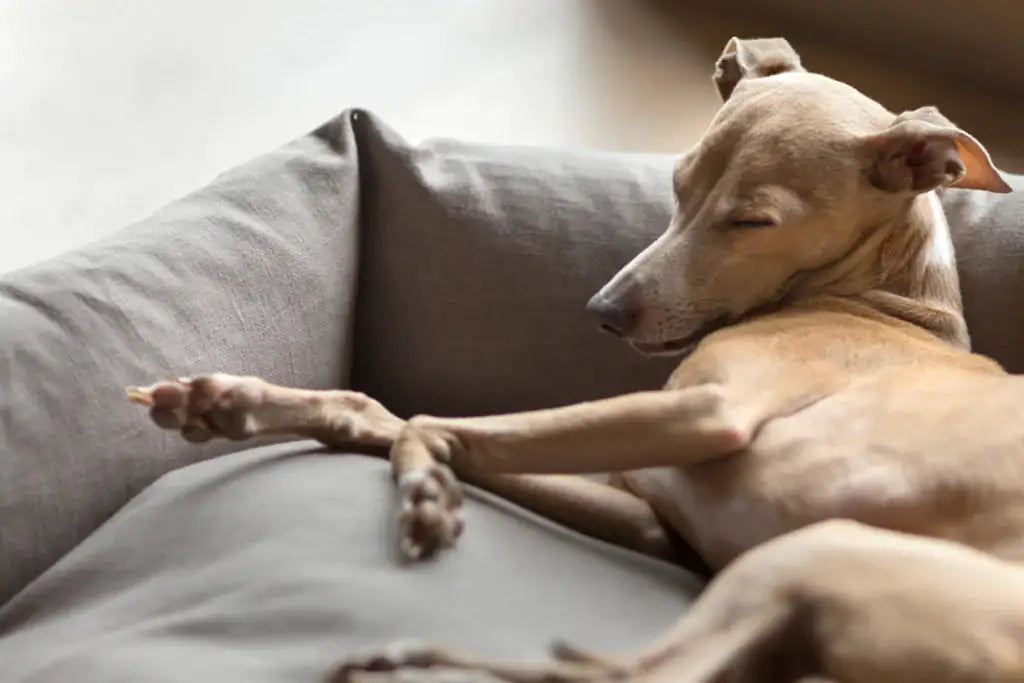 Cozy Paws Soothing Dog Bed