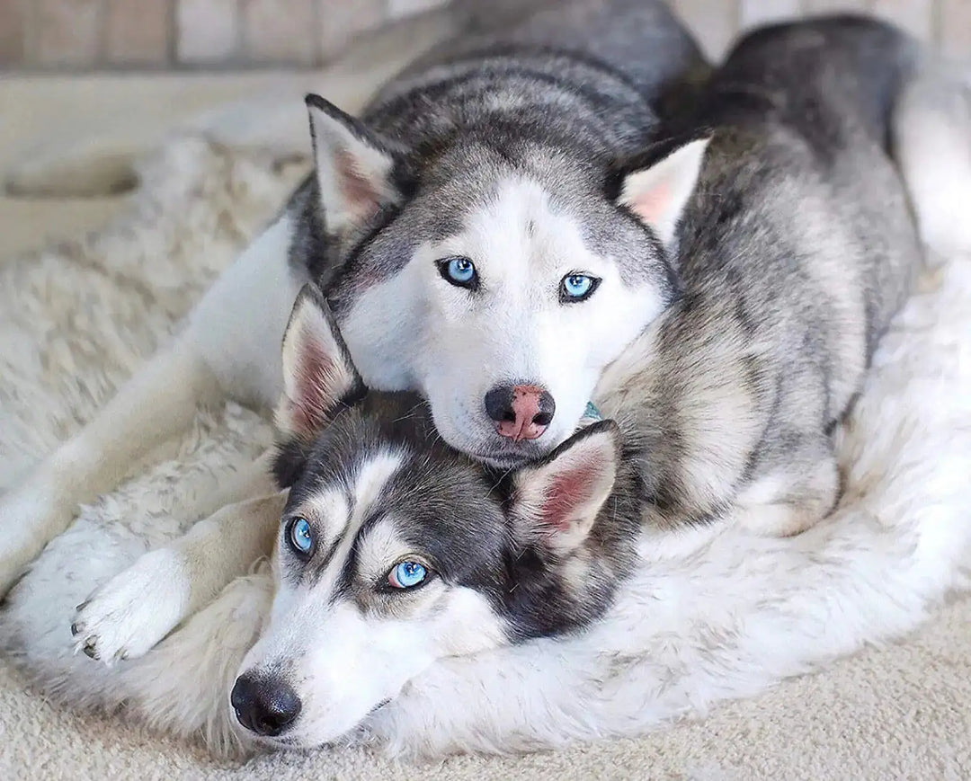 Plush Faux Fur Dog Bed