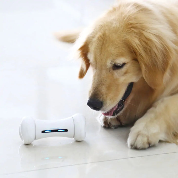 Motion-Sensing Interactive Pet Toy