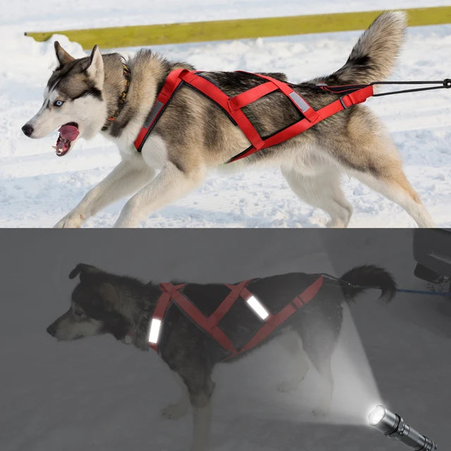 Waterproof Skijoring Gear for Large Dogs