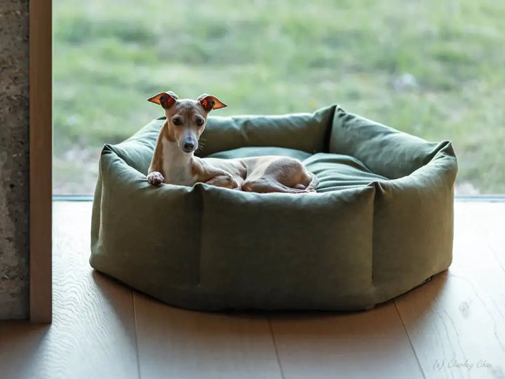 Cozy Paws Soothing Dog Bed