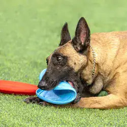 Rubber Flying Disc for Dogs