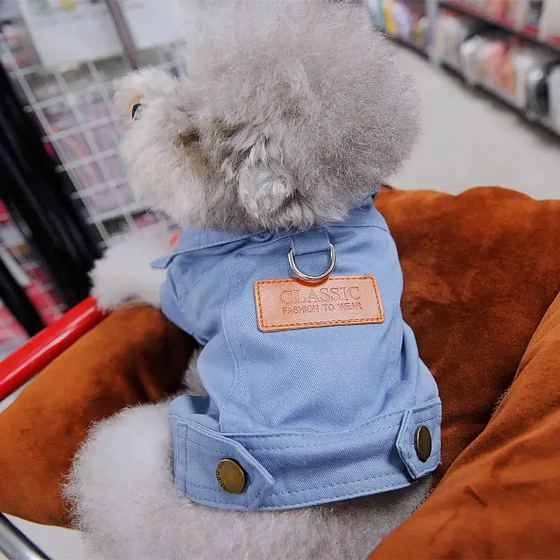 Denim Spring Dog Suit Outfit