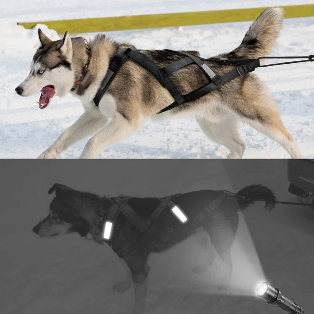 Waterproof Skijoring Gear for Large Dogs