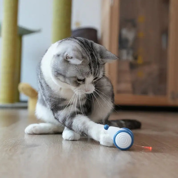 Playful Mouse: The Latest Cat Toy Craze