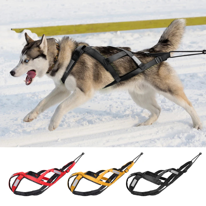 Waterproof Skijoring Gear for Large Dogs